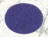 Wool Felt Fabric - Bluer Than Blue